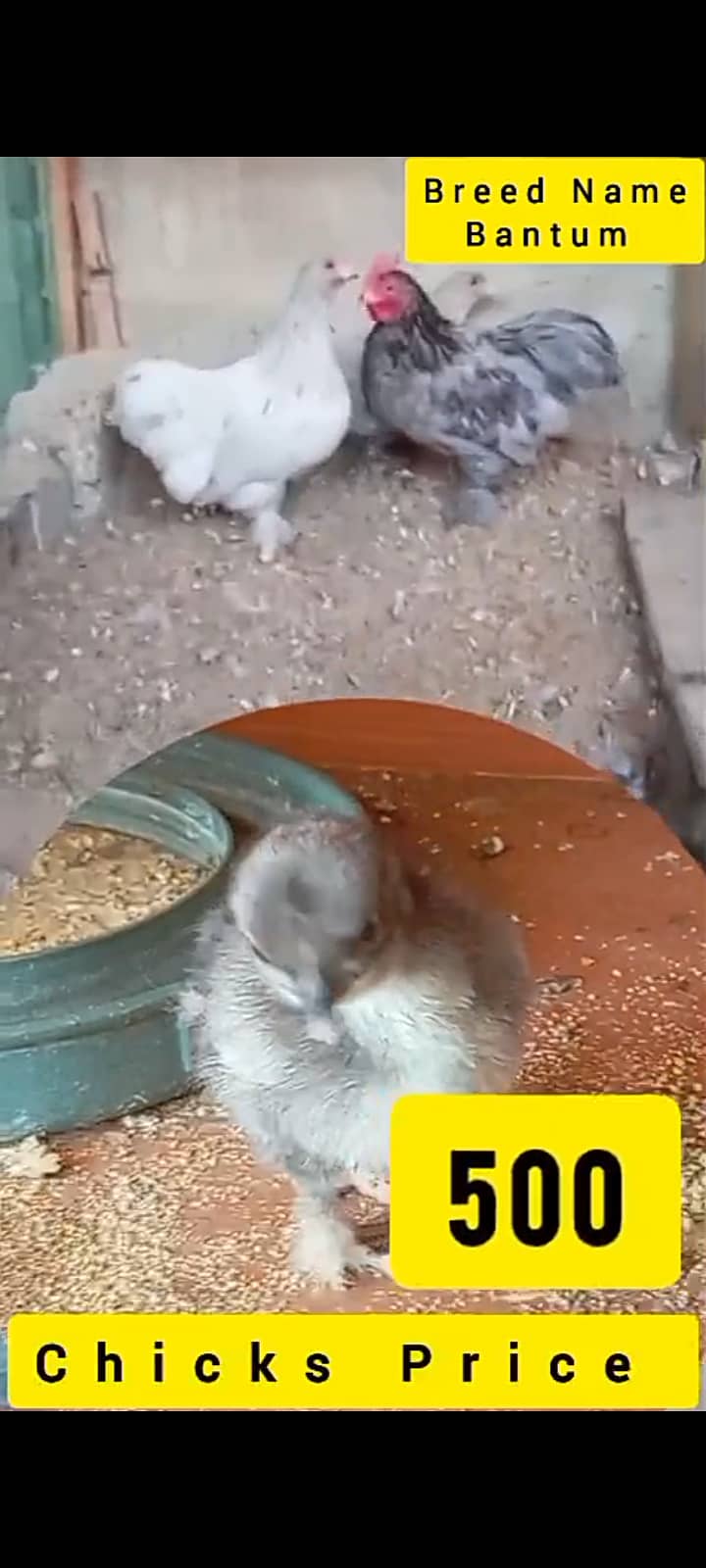 Bantam chicks 1