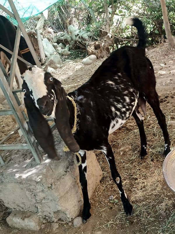 beetl gabn bakri 1