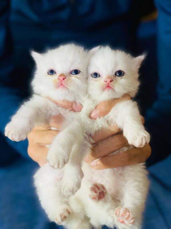 3 coated Persian kittens available 1