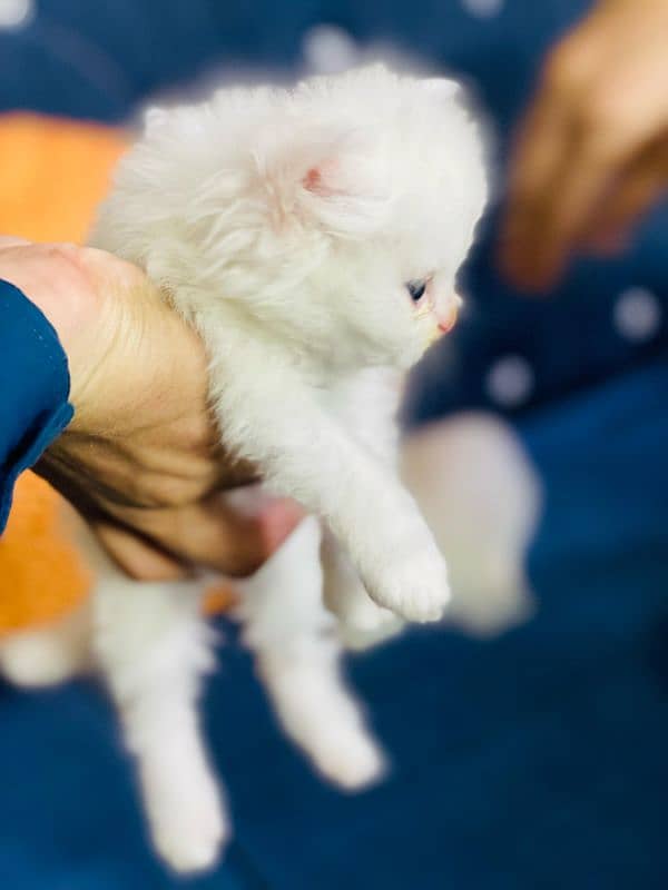 3 coated Persian kittens available 2