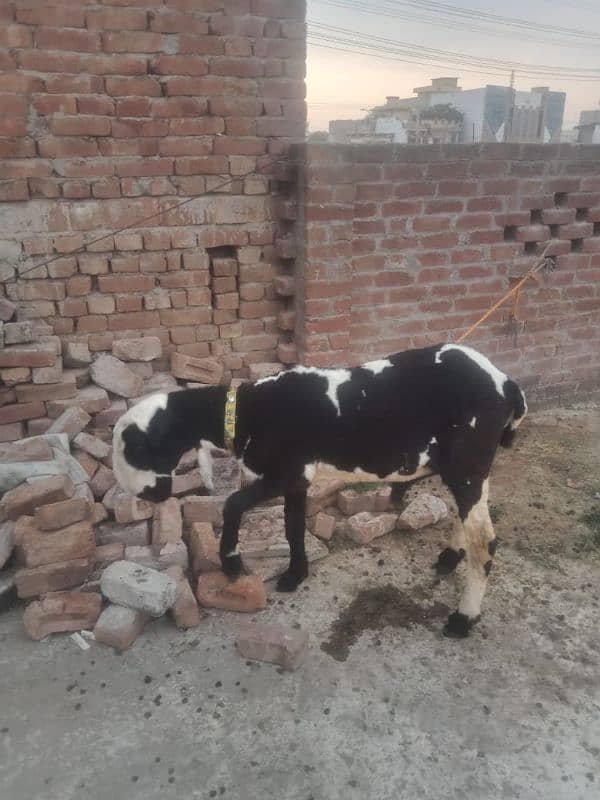heavy weight pure mundra03167252897 0