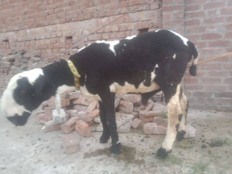 heavy weight pure mundra03167252897 1