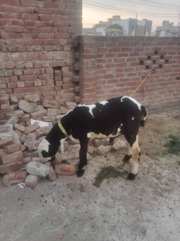 heavy weight pure mundra03167252897 2