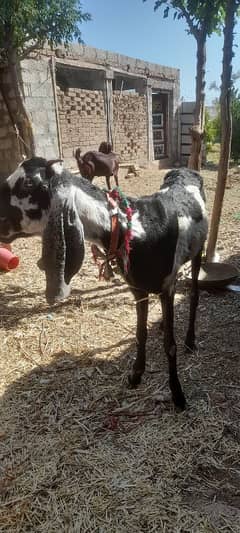 Goats for sale