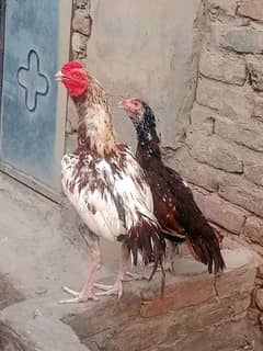 Hens