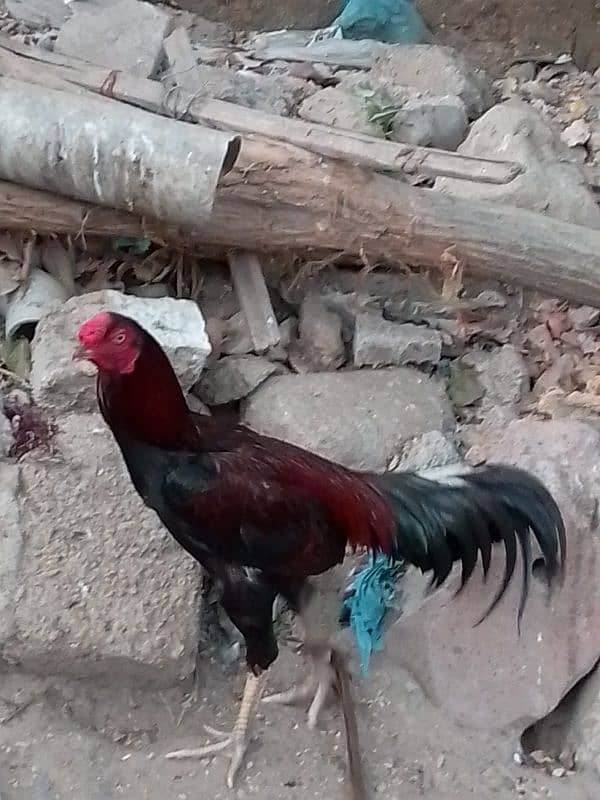 Pure Desi Aseel Murgha & Murghi for Sale – Healthy, Active 0