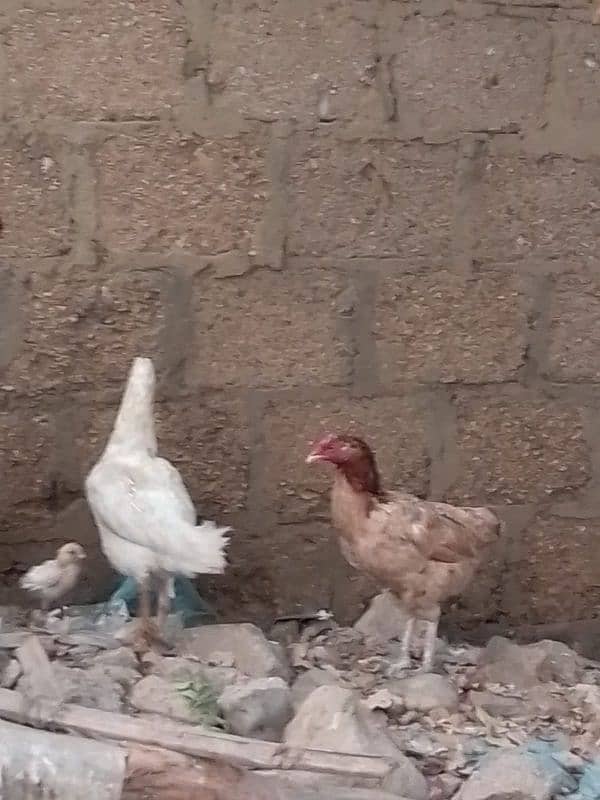 Pure Desi Aseel Murgha & Murghi for Sale – Healthy, Active 4