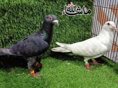 kasad breeder pair female white or blue male