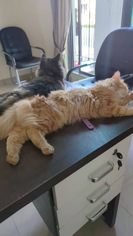 cats looking for caring family 0