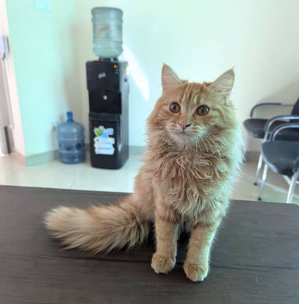 cats looking for caring family 1
