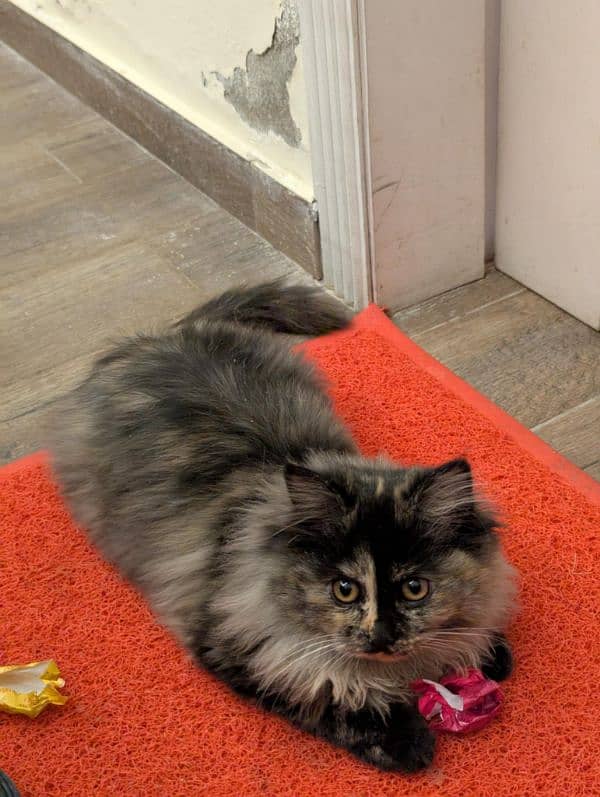 cats looking for caring family 2