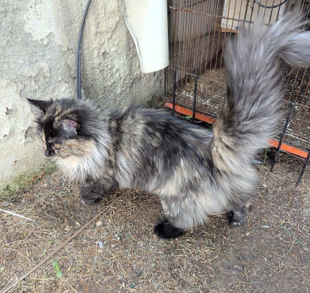 cats looking for caring family 3
