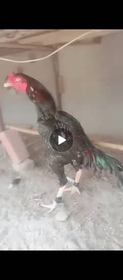 Kamlliya