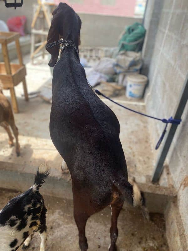 Khassi Bakre available 4 sale ( Qurbani 2025) 0