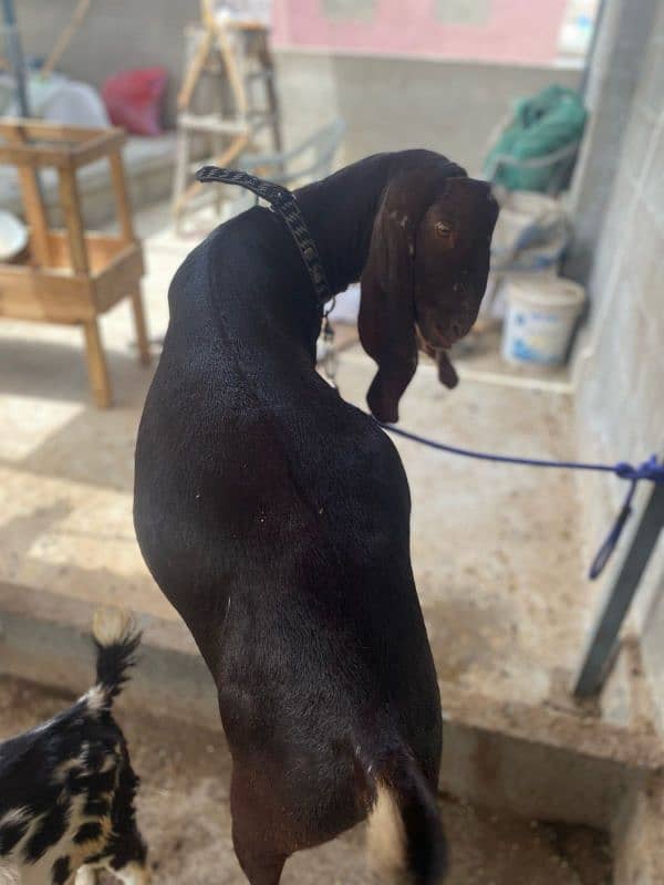 Khassi Bakre available 4 sale ( Qurbani 2025) 1