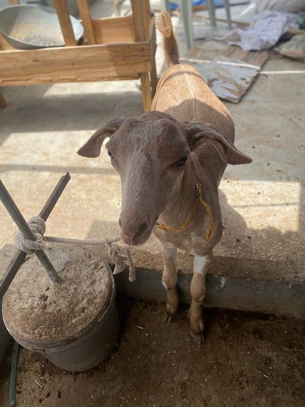 Khassi Bakre available 4 sale ( Qurbani 2025) 3