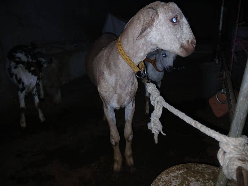 Khassi Bakre available 4 sale ( Qurbani 2025) 4