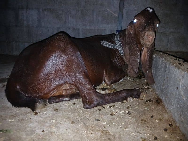Khassi Bakre available 4 sale ( Qurbani 2025) 5