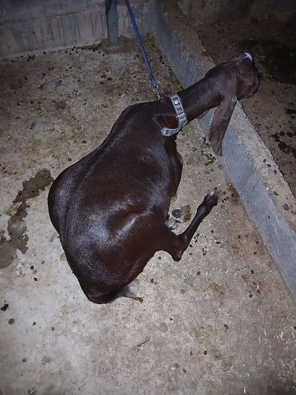 Khassi Bakre available 4 sale ( Qurbani 2025) 6