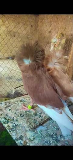 Jacobin 0kali chick yellow female red male
