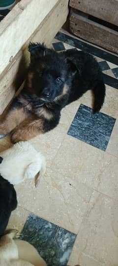 German