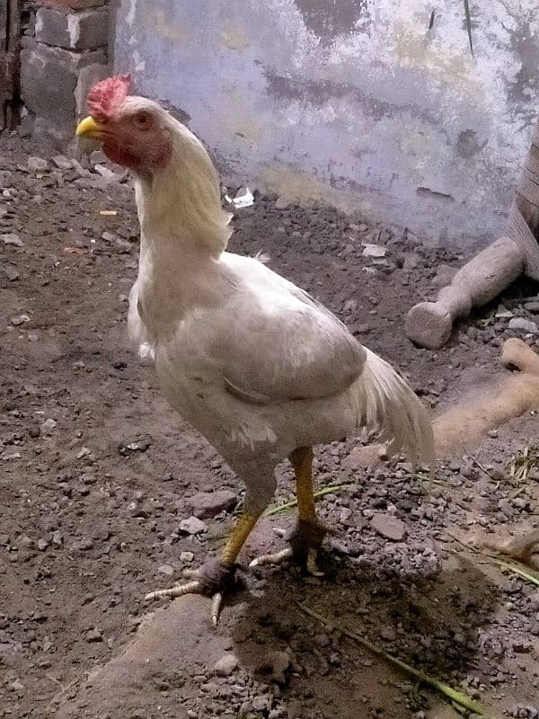 Heera aseel 3