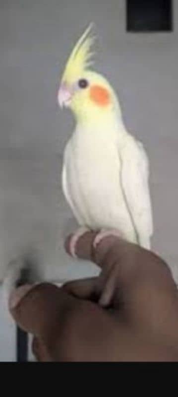 hand tame coctail 0