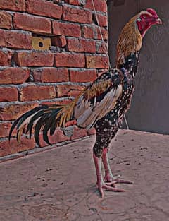 Aseel