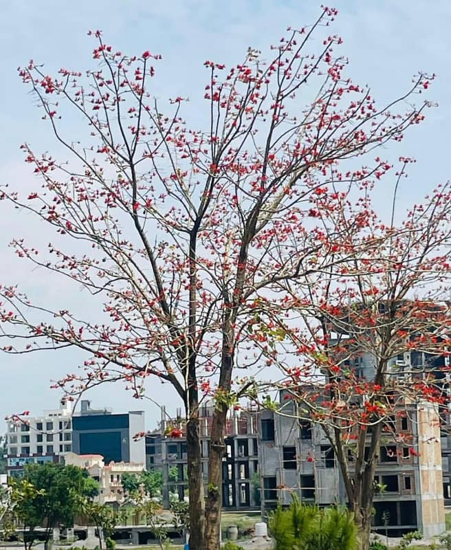 Experience Natures Beauty at Top City-1 Islamabad Where Green Living Begins 2