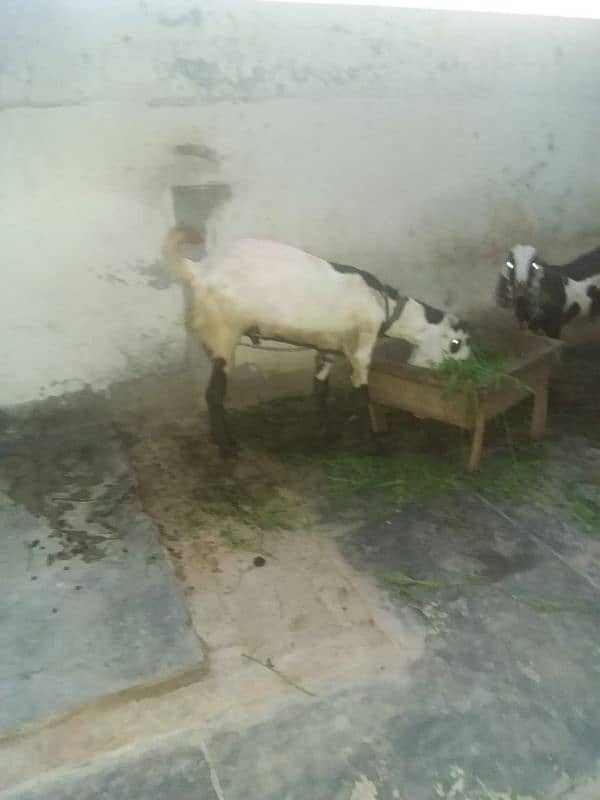 goat for sela two hi 0
