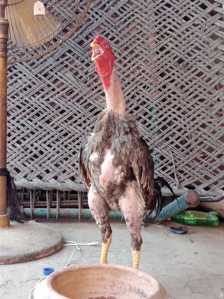 Aseel thai cross 1 murga 3 murgi read add 4