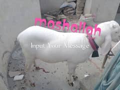 animal