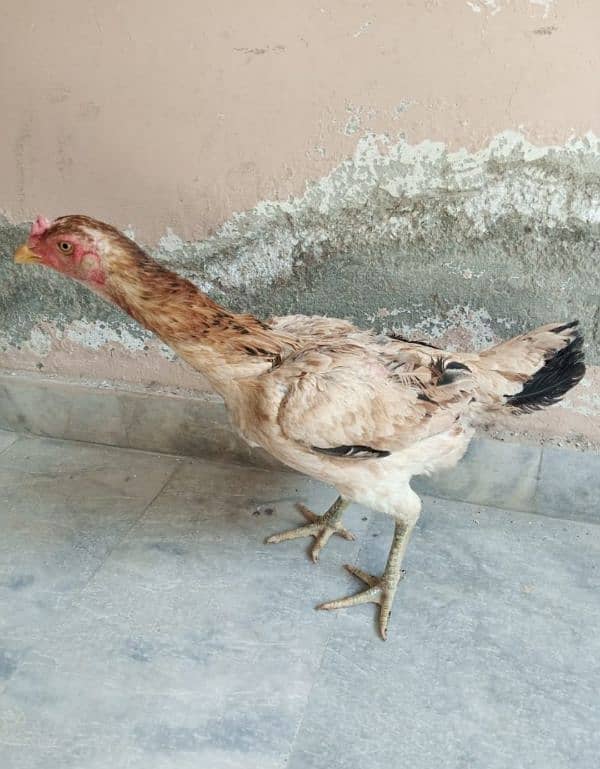2 shamo and 2 Tia hens for sale 1