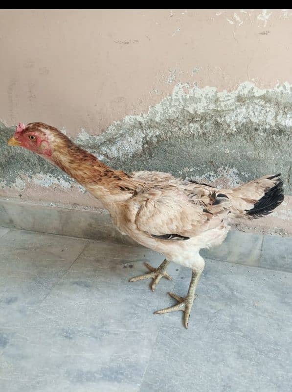 2 shamo and 2 Tia hens for sale 2