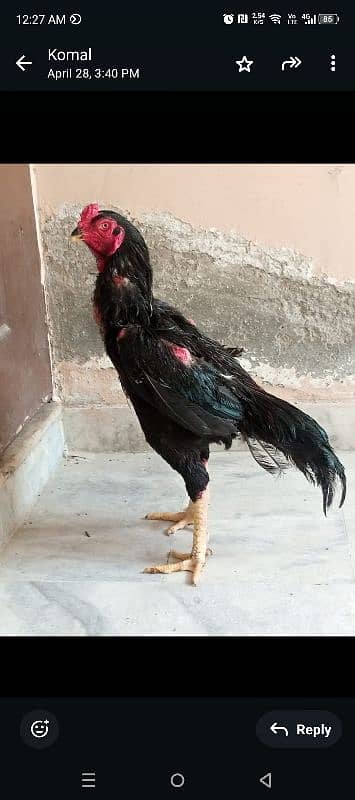 2 shamo and 2 Tia hens for sale 3
