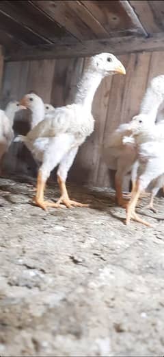 pure paper white o shamo chicks