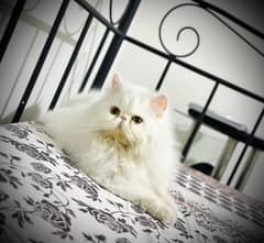 Breeder Peke Peki Piki Peki Face Female Persian Cat