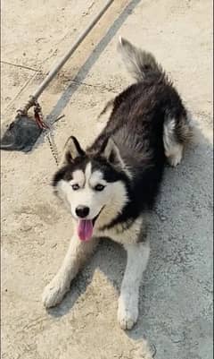 Siberian