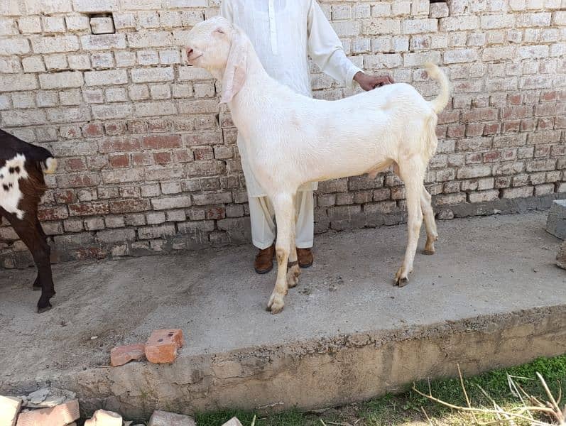 Rajanpuri kheera Bakra for sale 0