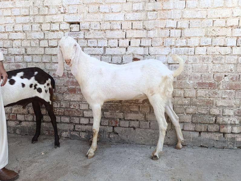 Rajanpuri kheera Bakra for sale 2