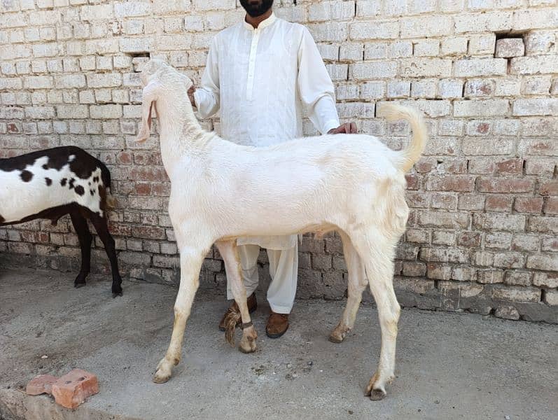 Rajanpuri kheera Bakra for sale 3