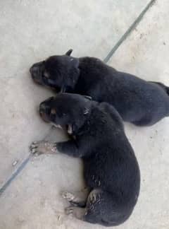 dogs