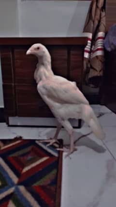 Hira aseel pure paper white 2.5 months