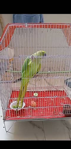 ringneck