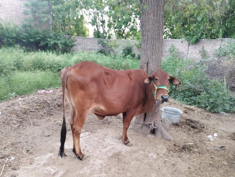 cow for sale 0