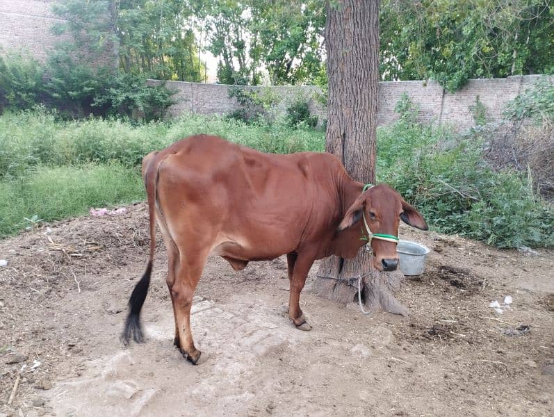 cow for sale 1