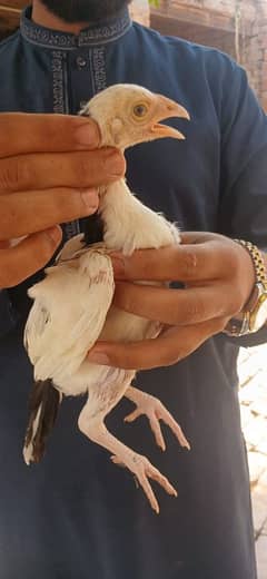 Aseel chiks
