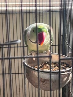 2 Male Raw Parrots for sale