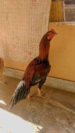 Pure Sindhi ASEEL PAIR