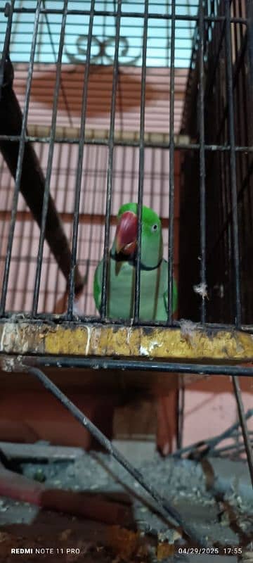 kashmiri Pahari parrot pair 0